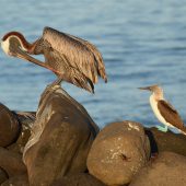  Galapagos